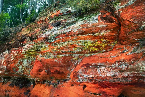 Red Orange Sandstone Cliffs Frozen River Pine Trees Background Gauja — Stock Photo, Image