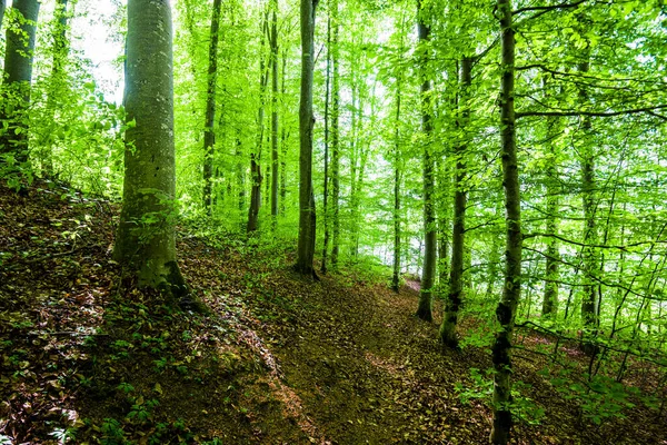 Summer Forest Landscape Green Beech Forest Trees Closeup Germany — Stock Photo, Image