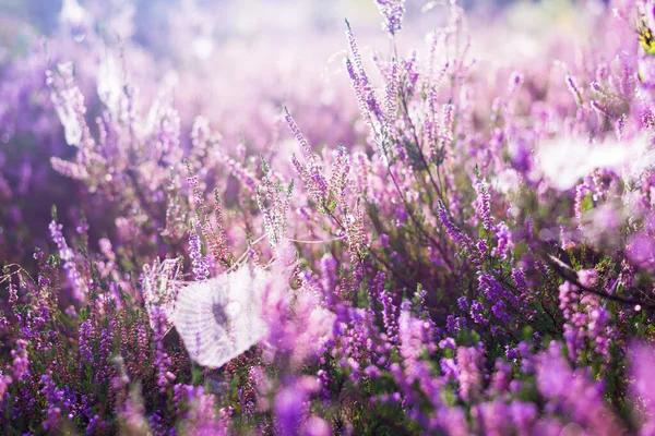 Pavimento Foresta Fiori Erica Fiorenti Una Foschia Del Mattino Seta — Foto Stock