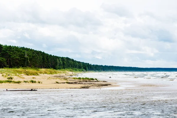 Viharos Idő Felhőkék Hullámok Kilátás Tengerpartról Fenyőerdő Háttérben Balti Tenger — Stock Fotó