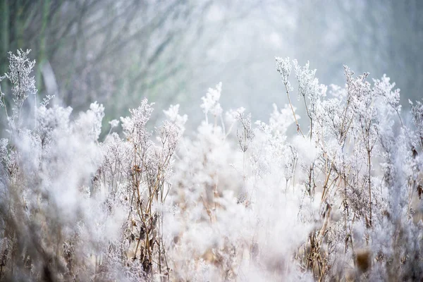 Paisaje Invernal Campo Nublado Mañana Heladas Nieve Hierba Letonia — Foto de Stock