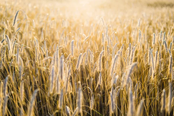 Agricultural Crop Field Sunset Texture Close View Pure Golden Light — Stock Photo, Image