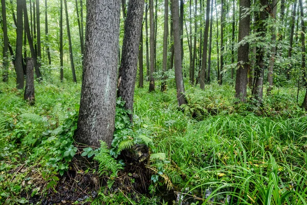 Pohled Bažinatý Les Oblačného Letního Dne Zblízka Stromy Lotyšsko — Stock fotografie