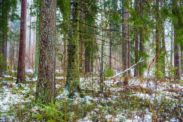 Зимний Пейзаж Белый Туман Лесу Сосны Чистый Утренний Свет Швеция — стоковое фото