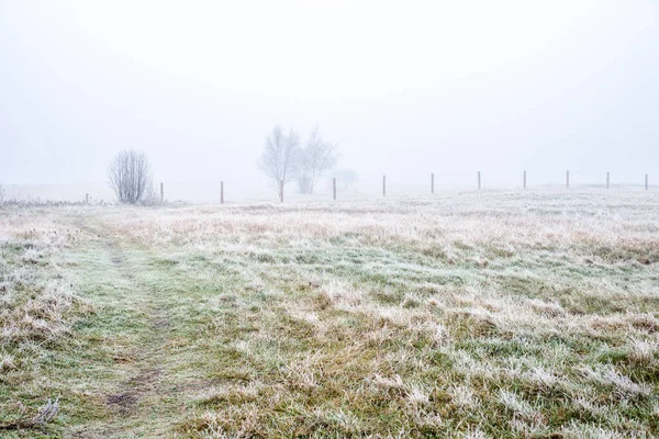 Paysage Hivernal Champ Matinal Brumeux Givre Neige Sur Herbe Lettonie — Photo