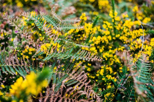 Fiore Erica Ginestra Gialla Primo Piano Bretagna Francia — Foto Stock