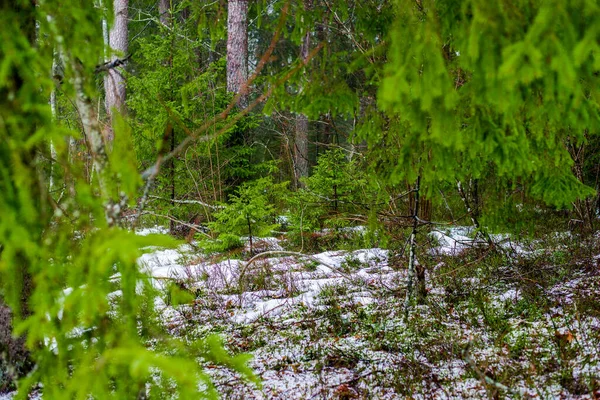 Paisagem Rural Inverno Névoa Branca Floresta Pinhais Pura Luz Matinal — Fotografia de Stock