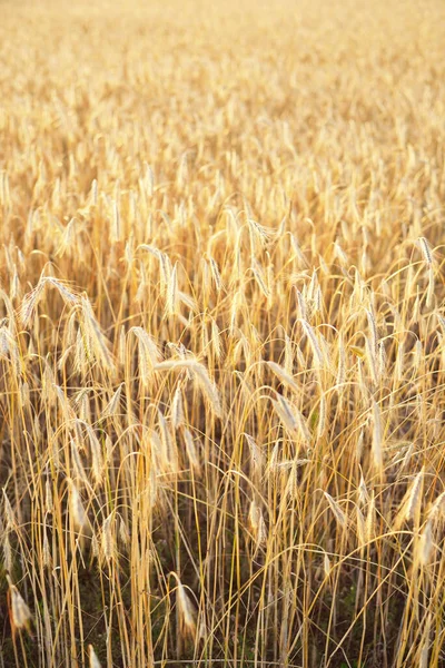 Landwirtschaftliche Getreidefelder Bei Sonnenuntergang Textur Und Nahsicht Goldenes Licht Pur — Stockfoto