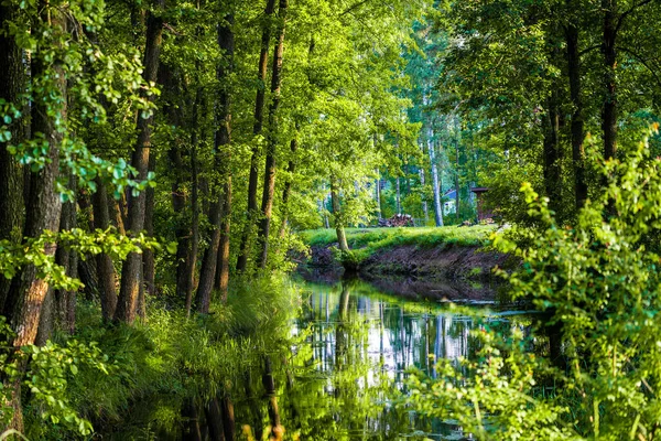 Ein Sumpfiger Waldfluss Und Grüne Bäume Bei Sonnenuntergang Klarer Sommertag — Stockfoto