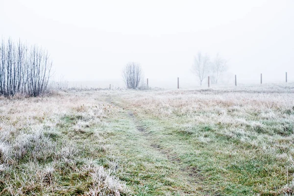 Winter Landscape Misty Morning Field Frost Snow Grass Latvia — Stock Photo, Image