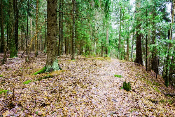 Zimní Krajina Bílá Mlha Lese Borovice Čisté Ranní Světlo Lesní — Stock fotografie