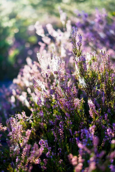 Pavimento Foresta Fiori Erica Fiorenti Una Foschia Del Mattino Seta — Foto Stock