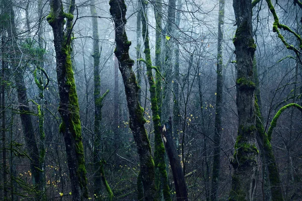 Mörk Skogsscen Regnig Höstdag Mossa Tall Och Björk Träd Grenar — Stockfoto