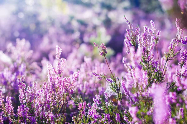 Soalho Florestal Flores Urze Florescentes Uma Névoa Manhã Seda Aranha — Fotografia de Stock