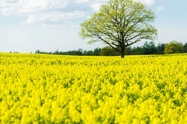 Spring Country Landscape View Flowering Rapeseed Field Forest Background Clear — Stock Photo, Image