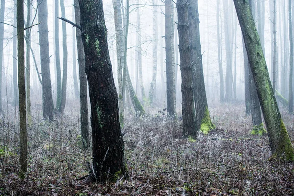 Erdős Táj Reggeli Köd Egy Felhős Téli Napon Lettország — Stock Fotó