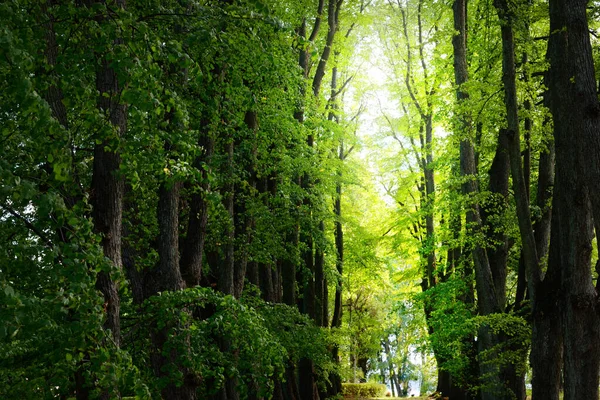 Yaz Manzarası Şehir Parkındaki Uzun Yeşil Ağaçların Arasında Parlak Güneş — Stok fotoğraf