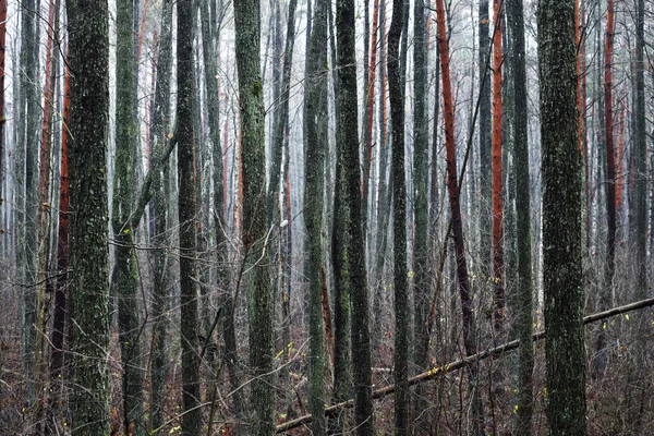 Temná Lesní Scéna Deštivý Podzimní Den Kmeny Stromů Mossy Zblízka — Stock fotografie