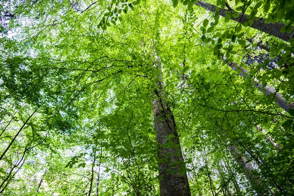 Peisaj Forestier Vară Pădurea Verde Fag Copacii Apropie Germania — Fotografie, imagine de stoc