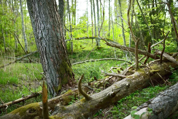 Сцена Темного Лісу Зелені Дерева Мохоподібні Гілки Крупним Планом — стокове фото