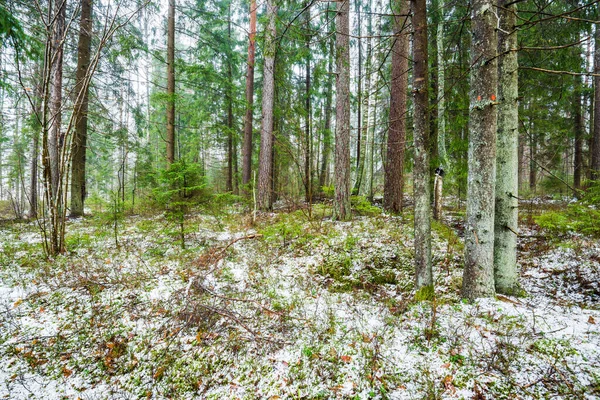 Winterlandschap Witte Mist Het Besneeuwde Bos Dennenbomen Puur Ochtendlicht Zweden — Stockfoto