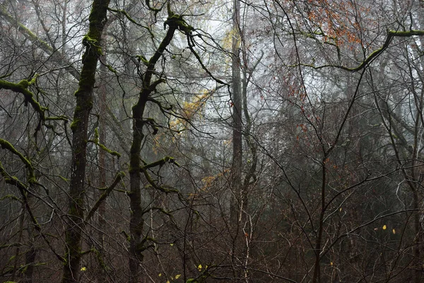 Poranna Mgła Ciemna Scena Lasu Meczetowe Buki Kolorowe Liście Bliska — Zdjęcie stockowe