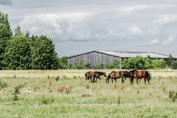 Summer country landscape. Horses on a green field on a cloudy day. Forest in the background. USA