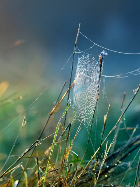 Örümcek Ağı Bitkiler Sabah Sisinde Çiy Damlaları Güneş Doğarken Yakın — Stok fotoğraf