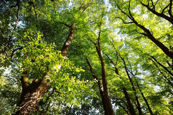 공원에 나무들 사이로 울리는 햇살과 라트비아의 — 스톡 사진