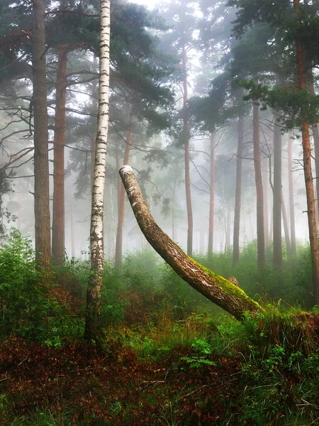 Ранковий Туман Змішаному Хвойних Лісах Мохові Сосни Березові Дерева Зблизька — стокове фото