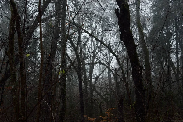 Brouillard Matinal Scène Forêt Sombre Hêtres Moussus Feuilles Colorées Gros — Photo