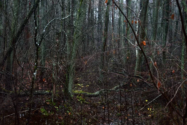 Cena Floresta Escura Dia Outono Chuvoso Pinheiro Musgoso Bétulas Galhos — Fotografia de Stock