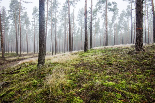 Het Boslandschap Ochtendmist Door Pijnbomen Een Bewolkte Winterdag Letland — Stockfoto