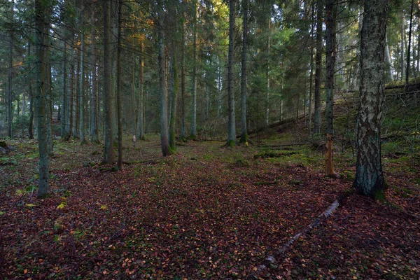 秋の田園風景 暗い森のシーン 夕暮れ時には苔むした松やモミの木 黄金の葉を閉じる 幹から太陽が差し込む 暖かい夜の光 ラトビア — ストック写真