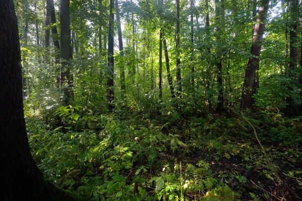 Вид Зеленый Болотистый Лес После Дождя Солнце Светит Сквозь Стволы — стоковое фото
