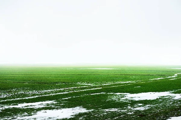 Campagna Verde Campo Agricolo Sotto Cielo Cupo Una Fitta Nebbia — Foto Stock