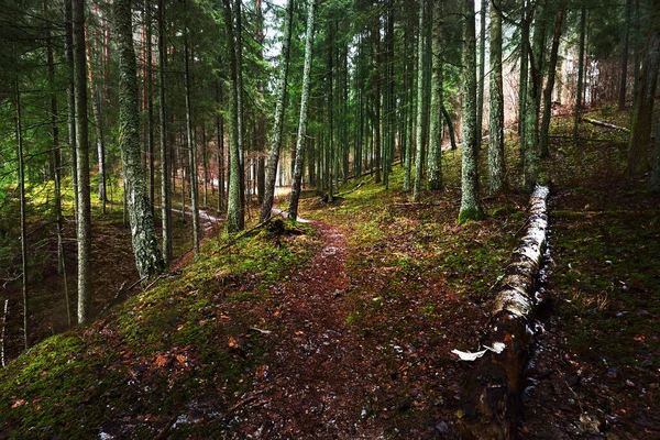 Caminho Através Misteriosa Floresta Perene Pinheiro Abeto Abeto Troncos Perto — Fotografia de Stock