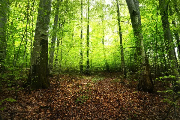 Sommarskogslandskap Grön Bokskog Träd Närbild Tyskland — Stockfoto
