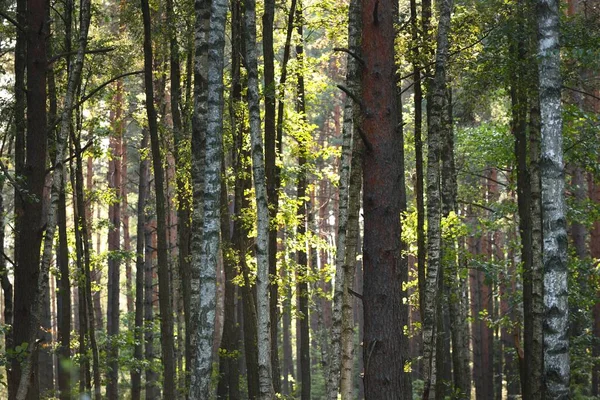 緑の白樺の木を閉じるまで 太陽の光の木の幹を介して線 暗い森のシーン ラトビア — ストック写真