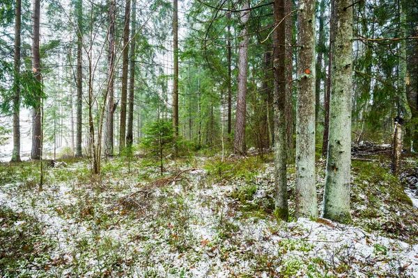 Zimní Krajina Bílá Mlha Zasněženém Lese Borovice Čisté Ranní Světlo — Stock fotografie