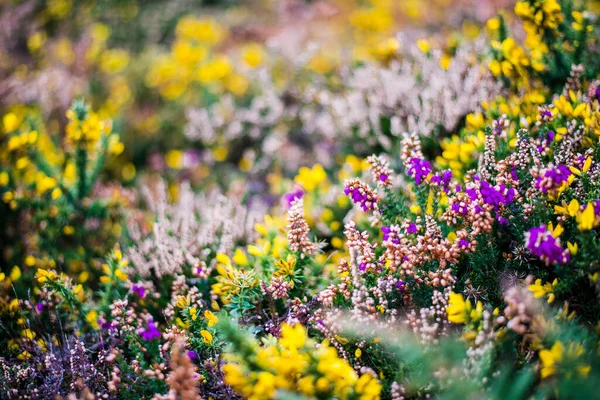 Fiore Erica Ginestra Gialla Primo Piano Bretagna Francia — Foto Stock