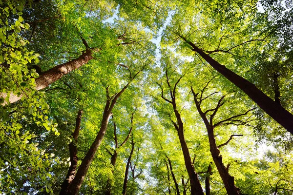 Yaz Manzarası Şehir Parkındaki Uzun Yeşil Ağaçların Arasında Parlak Güneş — Stok fotoğraf