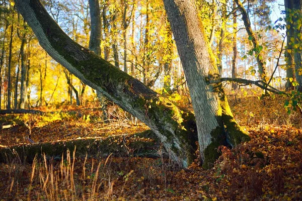 秋天在德国的一个城市公园 落叶乔木 有五彩缤纷的绿色 金色叶子 阳光穿过树枝 Idyllic Landscape — 图库照片