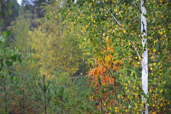 Groene Berk Jonge Sparren Bomen Gele Bladeren Close Herfstlandschap Letland — Stockfoto