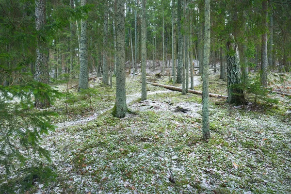 Winterländliche Landschaft Weißer Nebel Wald Kiefern Und Reines Morgenlicht Waldweg — Stockfoto