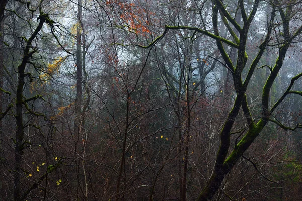 Ochtendmist Donkere Bosscène Mossige Beukenbomen Kleurrijke Bladeren Van Dichtbij Talsi — Stockfoto