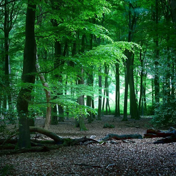 Passerella Una Foresta Oscura Spettrale Nei Paesi Bassi — Foto Stock
