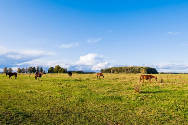 Blick Auf Den Hof Einem Klaren Herbsttag Braune Pferde Aus — Stockfoto