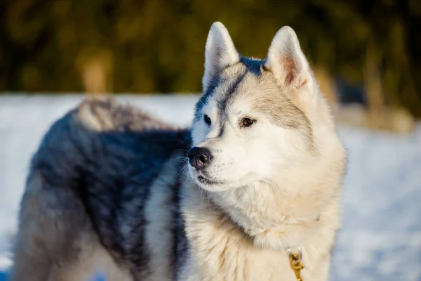 Husky Spaceruje Śniegu Słoneczny Zimowy Dzień Laponia Finlandia — Zdjęcie stockowe