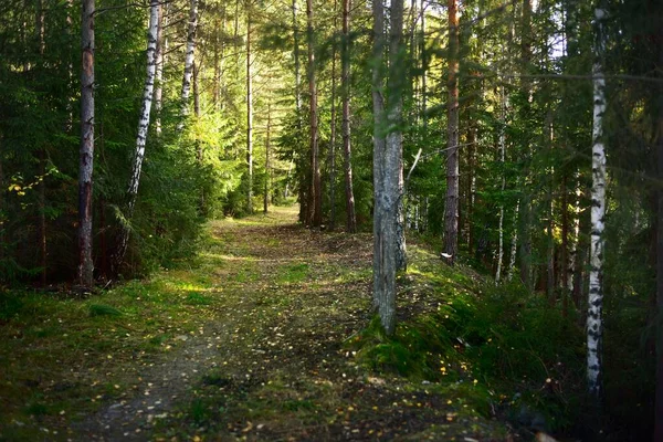 Floresta Perene Perto Costa Rochosa Península Hanko Golfo Finlândia Árvores — Fotografia de Stock